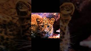 Leopard | Funny Sound Wild Animals #shorts #wildlife #leopard