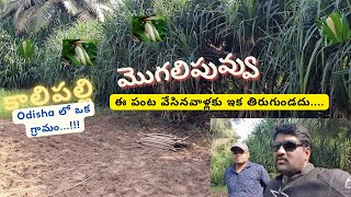 మొగలి పువ్వు | kalipalli village Part 1 | Mogali Flower | ganjam kewda oil | farming horticulture