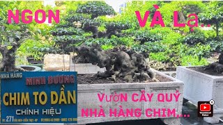 Vườn cây đẹp tại nhà hàng "Chim to dần"