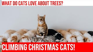 Cats and Christmas Trees: The Climb of a Lifetime!