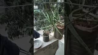 বাসাবাড়িতে বেলকুনিতে বাগান 🎍🎍 #shorts #shortvideo #youtubeshorts #garden