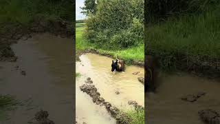 Belgian Malinois is having a spa day in a mud puddle!