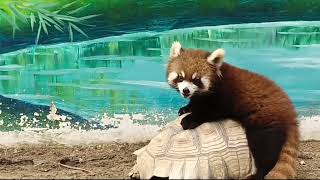 【red panda】The gentle turtle brother took me home!