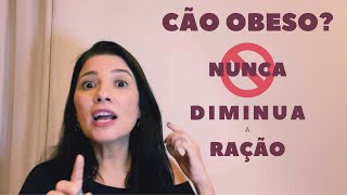 Seu cachorro está gordo? NUNCA diminua a quantidade de ração dele!