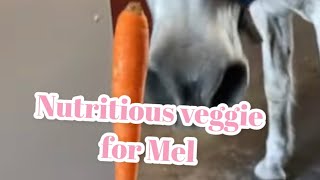 MEL EATING A CARROT 🥕