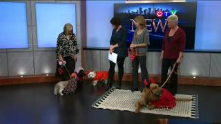 Halloween Extravaganza - CTV Edmonton (Oct. 15, 2012)