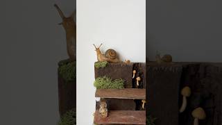 Wait until the end for a surprise!! #miniature #miniatures #fairy #snail