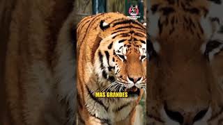 EL TIGRE DE BENGALA EL GRAN FELINO QUE DOMINA LA SELVA DE LA INDIA #shorts #viral