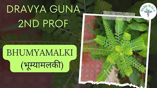 DRAVYA GUNA 2nd PROF  ||  BHUMYAMALKI  ( भूम्यामलकी )  ||  according to NCISM  ||  BAMS WALA  ||