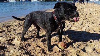 Harley - Having A Ball At The Beach