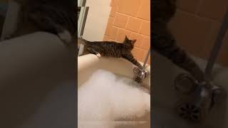 funny animals #shorts #asmr  #cats#dogs#funnyvideos #funnycats #funnydogs #viralshorts#cute#animals