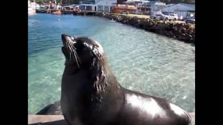 seal island hout bay trip