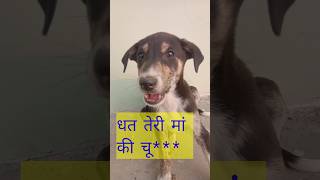 Talented Dog  🇮🇳 🇮🇳 🇮🇳 #shorts #viral #shorts