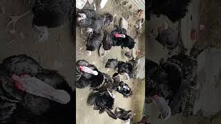 How to make Turkey farm  business🦃🦃#shrots#turkyefarm#vlog   ব্যবসার আইডিয়া বাংলাদেশ