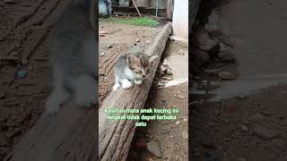 Anak kucing imut tapi liar #kittens #kitty #kucing #cutecat #catmeowing #funnycats