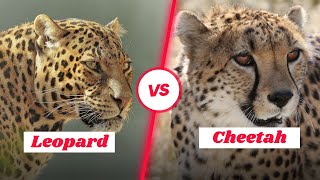 Leopards vs. Cheetahs: A Tale of Two Big Cats | Learning Video for Kids | Learn wild animals