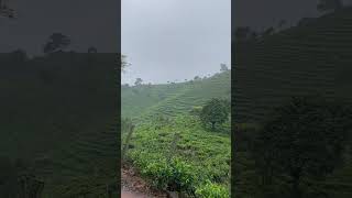 Ooty view