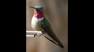 Ruby Throated Hummingbirds 8-25-2023