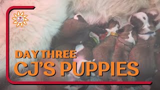 Great Bernese Puppies Day Three - CJ's Nintendo Puppy Litter 11-08-23