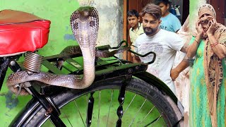 अनाज गोदाम में रखी साइकिल के ऊपर मिला गुस्सैल कोबरा सांप कैसे निकला बहार spectacled venomous Cobra