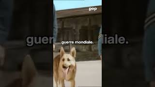 ce CHIEN nous a TOUS SAUVÉ .....