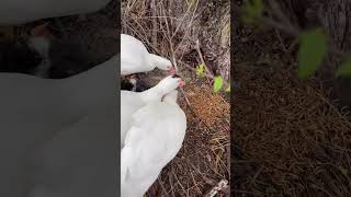 Ducks eating breakfast #ducks #animal #animals #ducklove #babyducks #nature #bird #muscovyducks