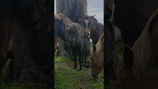 Cute Tiny Pony Hanging Out With His Horse Friends