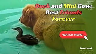 Duck forms bond with “mini cow” so strong she won’t go swimming without him