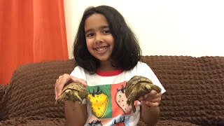 Unveiling Our New Pet Tortoise Kit Kat, Featuring Eshal! 🐢✨ Must-See!"