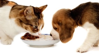 How It`s Made | Dog and Cat Food