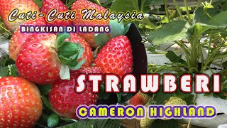 STRAWBERI Cameron Highland Bingkisan di Ladang | Strawberry Farm Cameron Highland