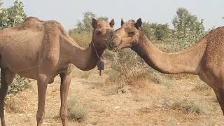 Camels eating 🦴 Bones due to PICA disease in Camel.