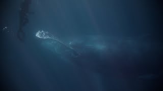 Humpback swipes at freediver #sardinerun  #ocean #whalewatching #humpback #whale #southafrica