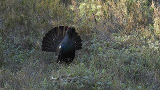 Tjuvparing  røy. Young capercaillie thief mates a female while the boss fights against a challenger