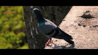 Nature Cinematic Video | MZcreation | Nikon D90 Shoot |