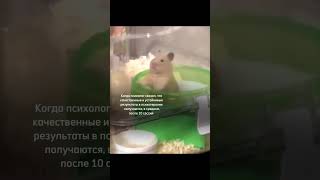 Быстрая помощь психолога