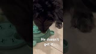 Canine IQ Test: Who wins the puzzle feeder challenge? #iqtest #smartdog #braintest #funnydogvideos