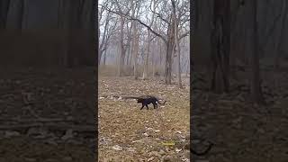 Rare wild Black Panther in Indian safari #wild #rare #trending #wildlife #trulywild #panther #inshot