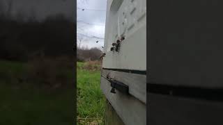 #Bees #shorts #beekeeping #Devon #trendingvideo  #trending #bee #nature  #publicenemy