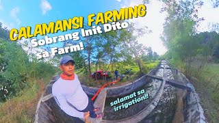 Calamansi farming|Irrigation:  first time! tag init ang daming namatay na tanim sa sobrang init