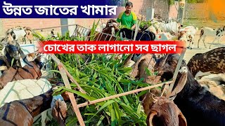 উন্নত জাতের ছাগল খামার চোখের তাক লাগানোর সব ছাগ। Hybrid goat farm West Bengal.