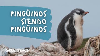 Pingüinos chistosos 🐧😂