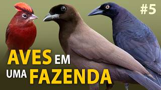 AVES no PANTANAL: PASSARINHANDO em uma FAZENDA no Pantanal | Gralhas, araras, seriemas e mais