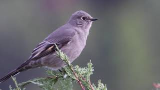 Townsend's Solitaire Chirping