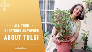 All Your Questions Answered About Tulsi | तुलसी - क्या, क्यों, कब, कैसे?