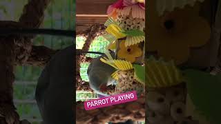 Parrot toys must be Destroyed | Pdsparrotshop | Parrot toys