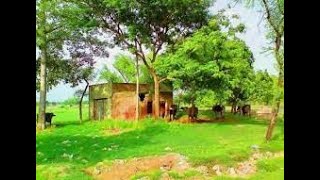 Village Life In Pakistan