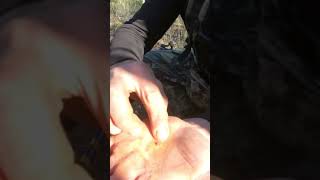 Deep Gold Nuggets from Castlemaine (Episode 138 full video)