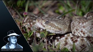 Mexican Rattlesnake Alert 01