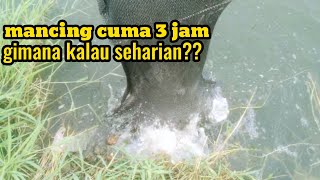 Nggak pake lama!! Umpan lumut turun langsung di sambar